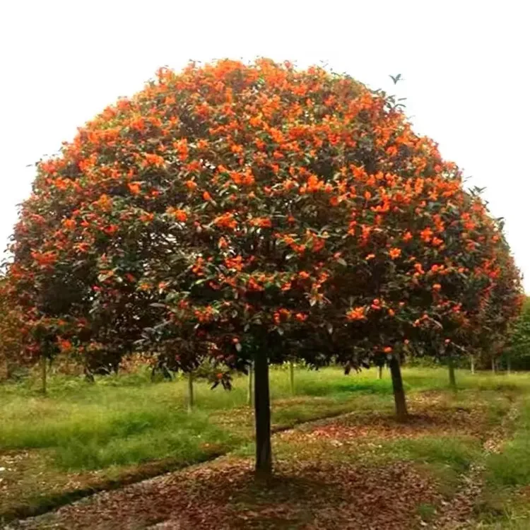 无品牌桂花树 丹桂 金桂 八月桂 庭院别墅绿植金黄色金黄色栽培