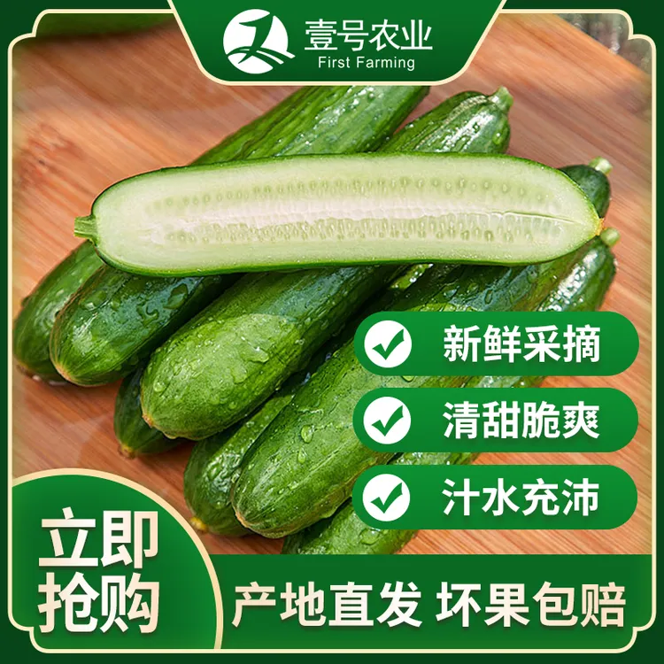 现摘现发山东新鲜小黄瓜清脆爽口蔬菜青瓜生吃水果脆嫩清甜包邮