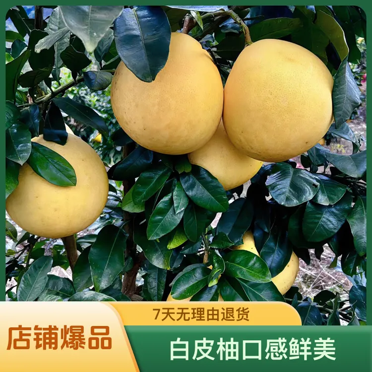 重庆秀山石堤镇猫岩村农家天然原味白皮柚