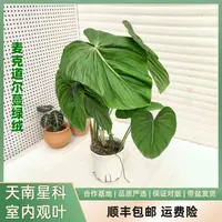 麦克道尔蔓绿绒,比较少见价格比较高好养好看 室内观叶植物