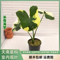 福利款米奇海芋小苗锦化植物大型室内观叶植物叶片后有尾须