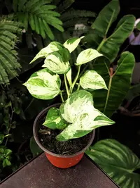 小盆快乐叶子室内绿植可爬藤可垂吊四季常绿ins风满满，好看好养