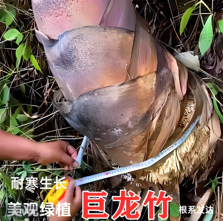 巨龙竹根苗楠竹根苗庭院种植耐寒耐旱食用竹苗