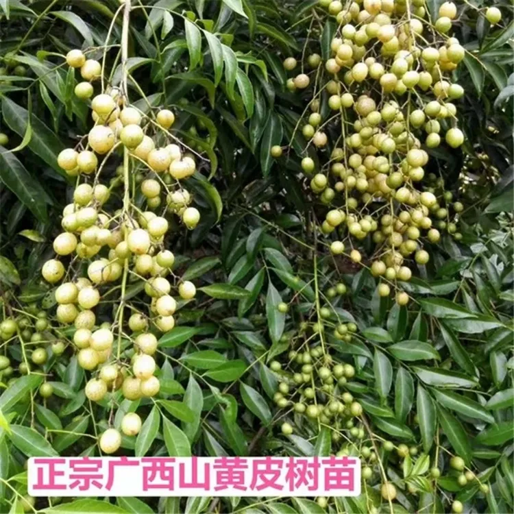 正宗野生广西山黄皮树苗嫁接鸡皮果苗佳果厨房大料叶子可做调味料
