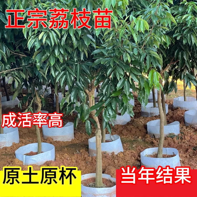 【原土原杯】嫁接荔枝树苗无核荔枝冰荔桂味正宗广西荔枝苗四季可栽