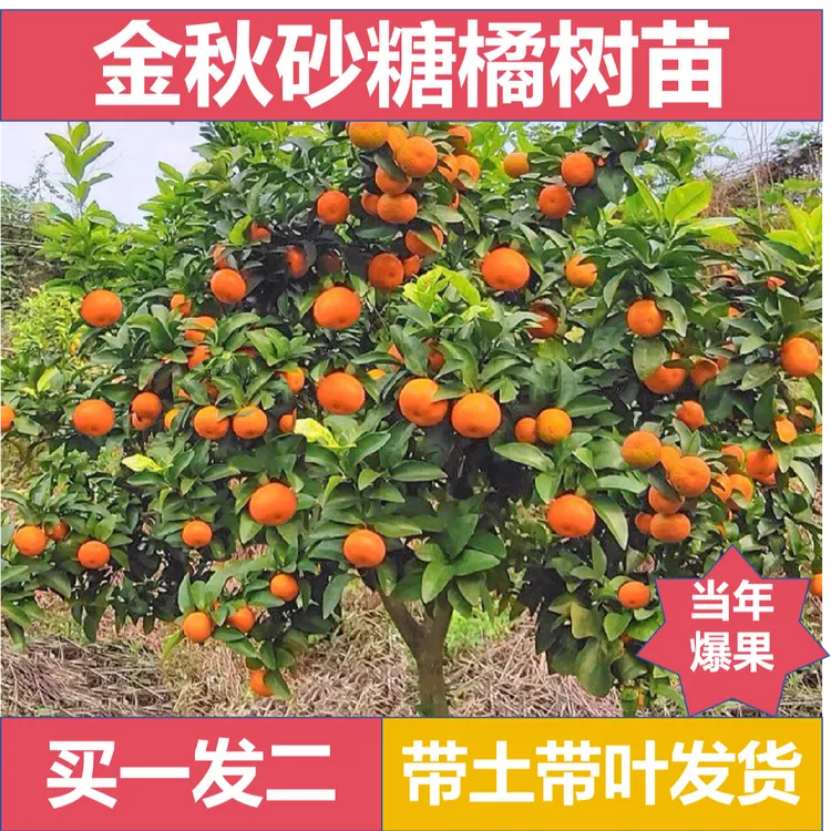 【金秋砂糖桔树苗】橘子树沙糖桔树苗庭院盆栽南北方果树苗当年结果