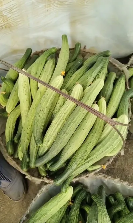 雌性山河白农家旱黄瓜种子50粒