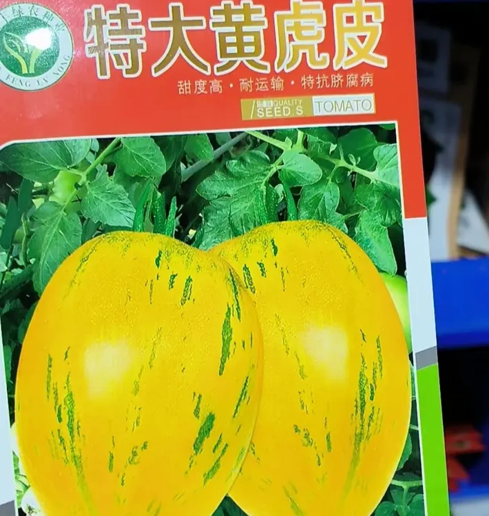 特大黄虎皮柿子种子柿子籽番茄种子蔬菜种子西红柿种子西红柿正品
