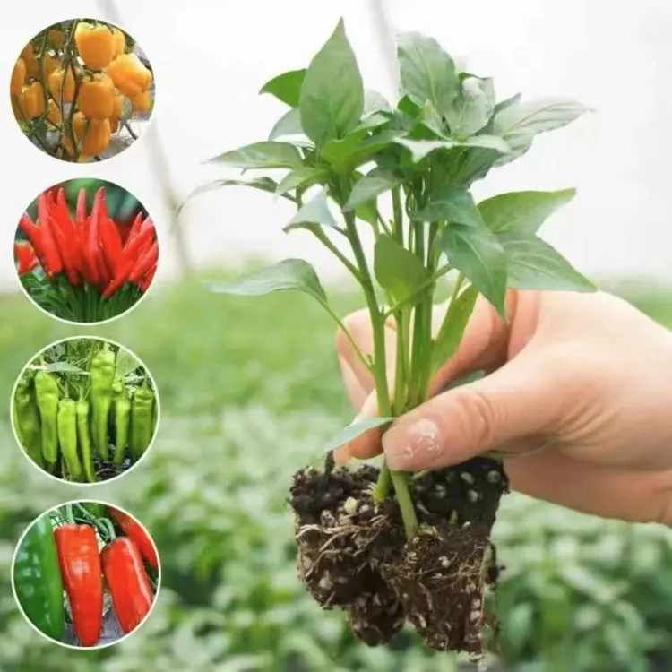 【辣椒苗】各类辣椒苗美人椒苗螺丝椒苗线椒苗小院阳台盆栽均可