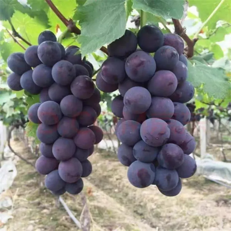 顺丰特选辽丰巨峰葡萄东北辽宁新鲜水果2/5斤整箱当季新鲜颗粒装