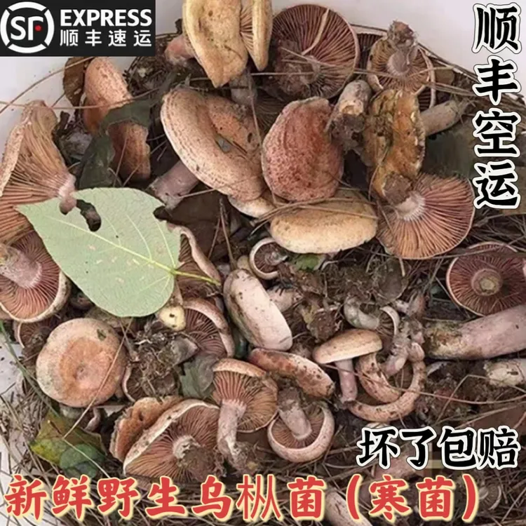 贵州新鲜野生蘑菇乌枞菌松树菌重阳菌寒紫菌奶浆菌谷熟菌250g包邮