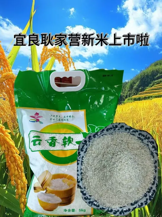 新米宜良云香软米5kg声农4号
