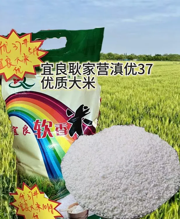 宜良声农4号耿家营本地软香米