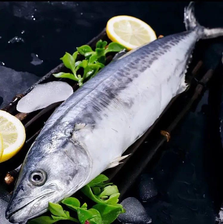 广西北海顺丰包邮（马胶鱼）5斤起拍，拍下不支持退换