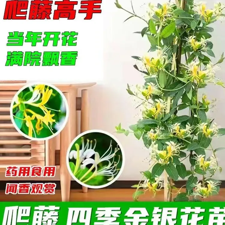 金银花盆栽可食用药用 爬藤植物 四季开花盆栽庭院阳台花卉白银花