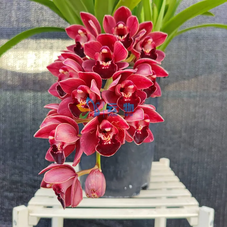 垂吊款【红宝石】红丝绒花唇垂兰大花蕙兰盆栽花【带花剑原盆原土】