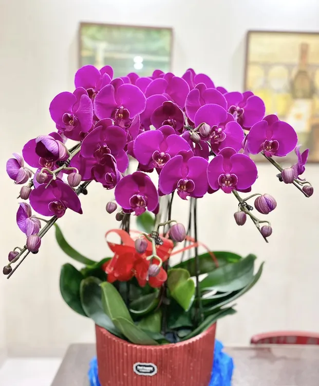 蝴蝶兰【大辣椒】2.8寸不带花剑，叶片开裂不售后，店铺任意两单发货