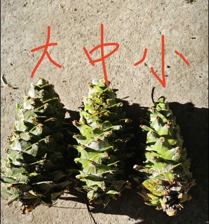 东北红松塔（大中小）共 3 个 发顺丰