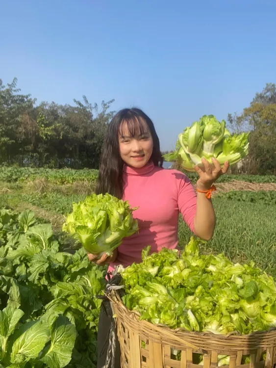 四川农家新鲜儿菜抱儿菜新鲜采摘现砍现发南充菜做泡菜专用儿菜