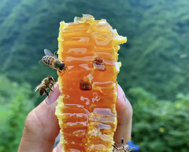蜂巢蜜农家纯天然生态自产自销正品
