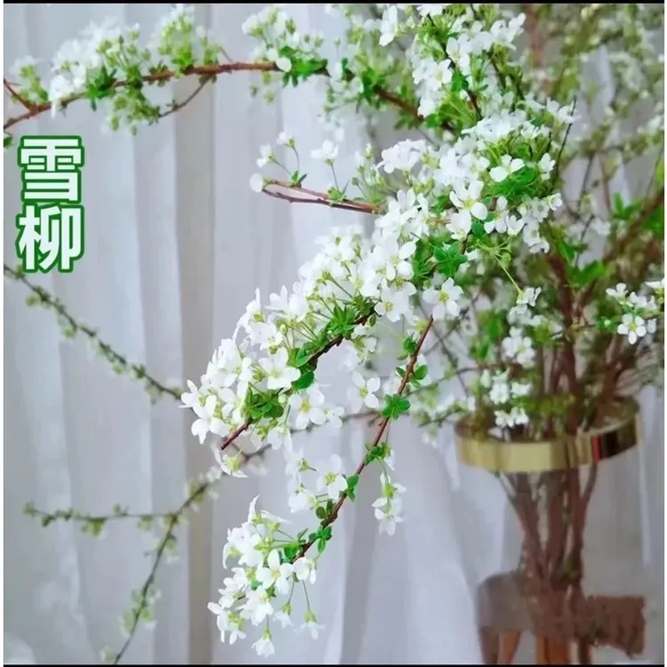 【鲜摘现发30枝】雪柳干枝花水培花耐寒花真花插水里可以开花天然