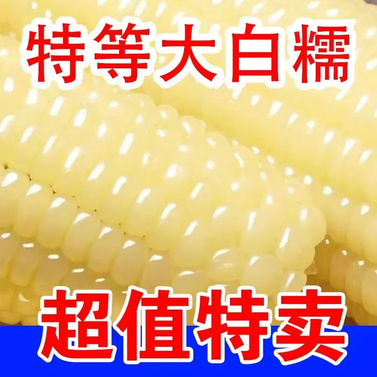 整箱7斤12支大白糯玉米黏糯玉米甜糯玉米棒子