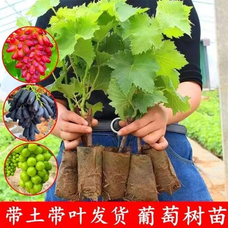 阳光玫瑰葡萄巨峰蓝宝石葡萄树苗盆栽果树苗南北方种植暴雨葡萄苖