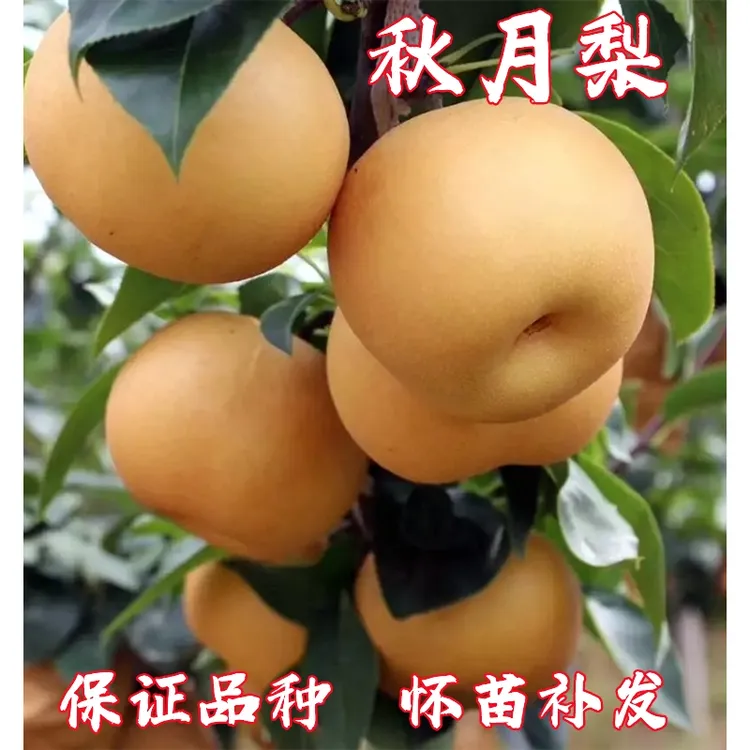 嫁接秋月梨树苗 晚熟果树苗梨苗 庭院盆栽地栽南北方种植当年结果