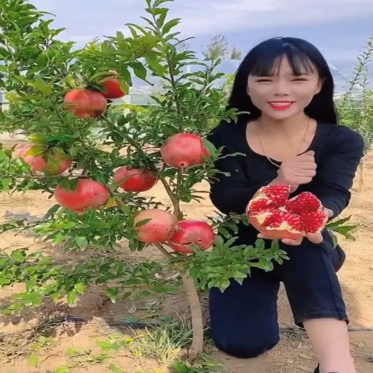 石榴树树苗突尼斯软籽石榴苗盆栽庭院果树特大带土无籽甜石榴树苗