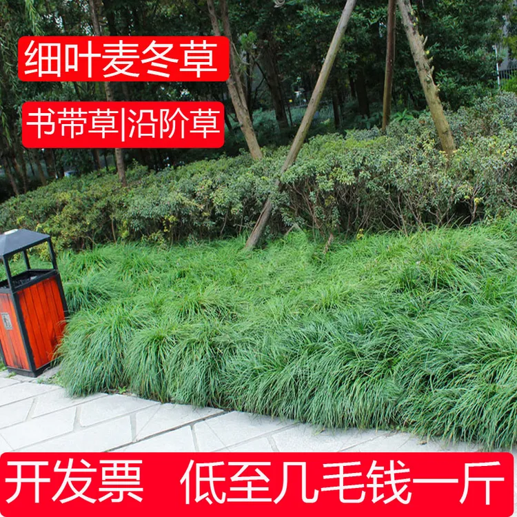 细叶麦东草四季常青沿阶草耐寒长叶麦东庭院绿化工程植物书带草