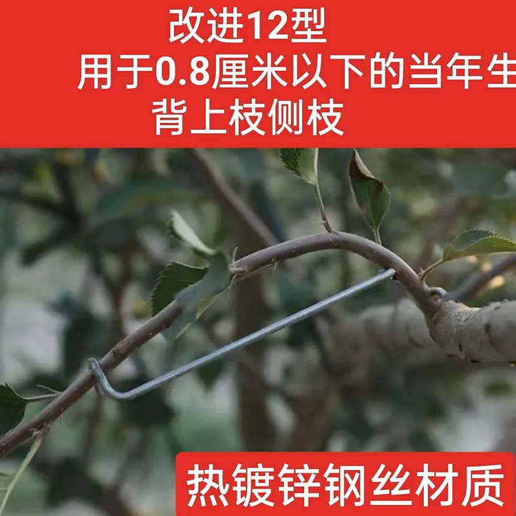 背上枝侧枝改进12型适合0.5～0.8厘米粗细枝条背上枝拉平侧枝拉下