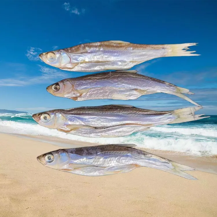 仙岛湖阳干参子鱼 白条鱼 叼子鱼