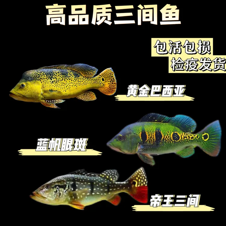 蓝帆眼斑fogo三间霹雳马三间黄金巴西亚申古热带鱼观赏鱼大型活体