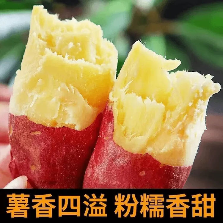山东沙土种植正宗板栗红薯番薯地瓜红薯农家种新鲜现挖现发面甜