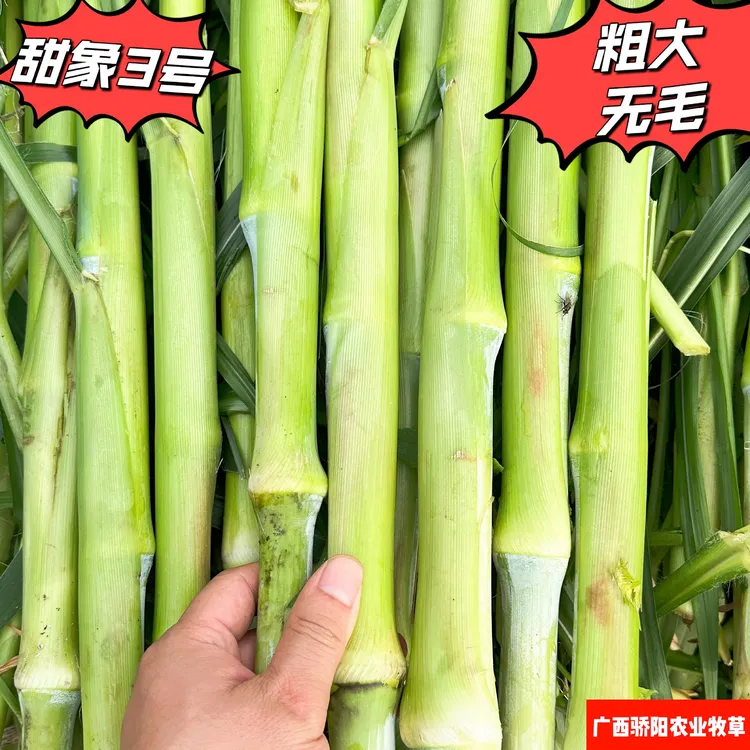 甜象3号，牧草王，金牧良草，中华良草，皇竹草，红象草，巨菌草等牧草