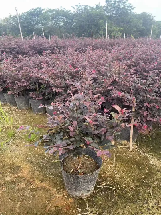庭院红花檵木苗 红花继木苗 工程绿化袋苗 红桎木 红花 继木树苗