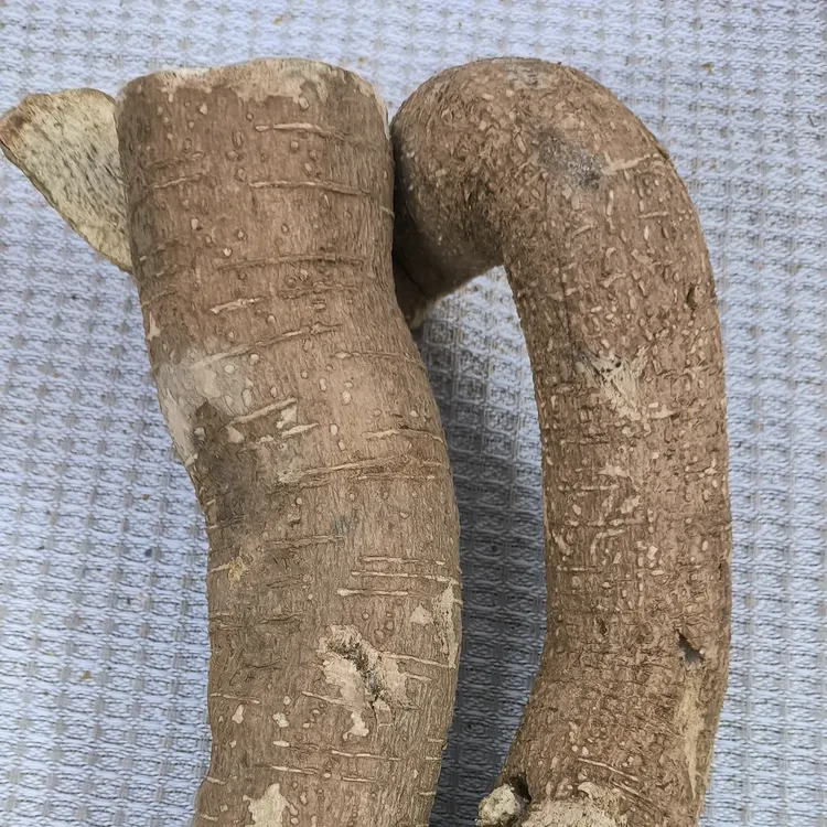 广东清远牛大力 新鲜