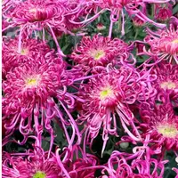 九月菊【紫云缀雨】盆栽菊花大苗室内阳台花卉好养四季开花