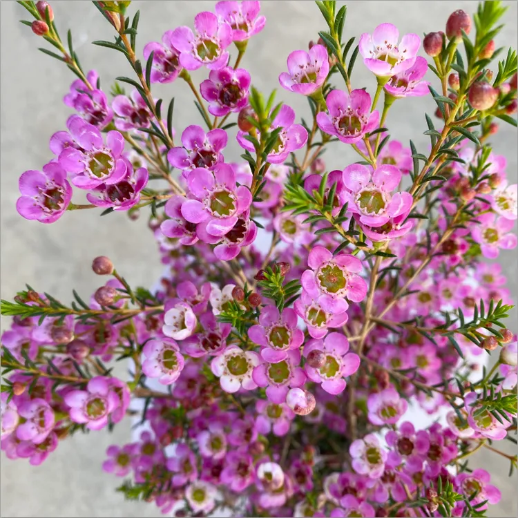 【买一送一】共600g澳洲腊梅鲜花花束直播现卖鲜切摆件云南基地直发