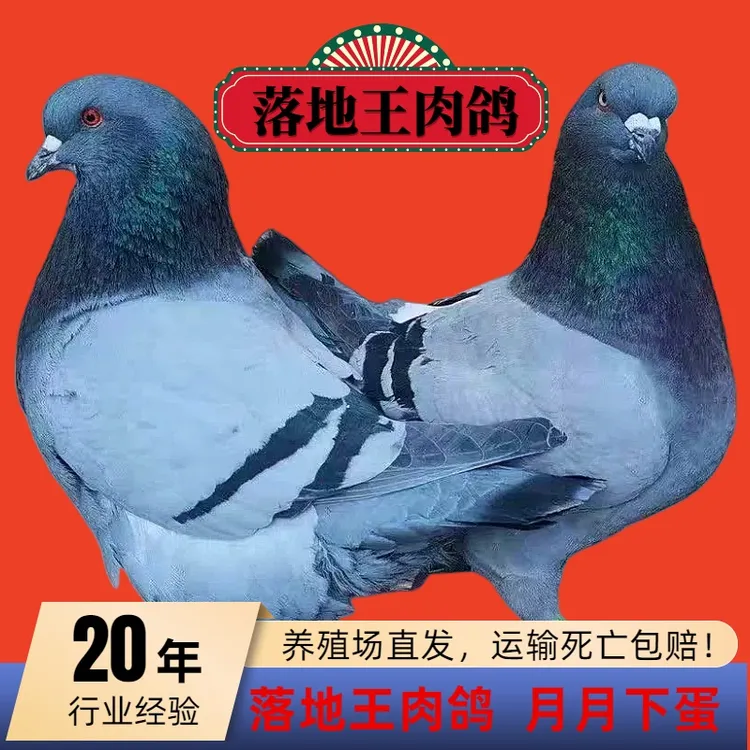 鸽子活苗大体落地王肉鸽乳鸽青年批发中国红鸽子鸽子活鸽