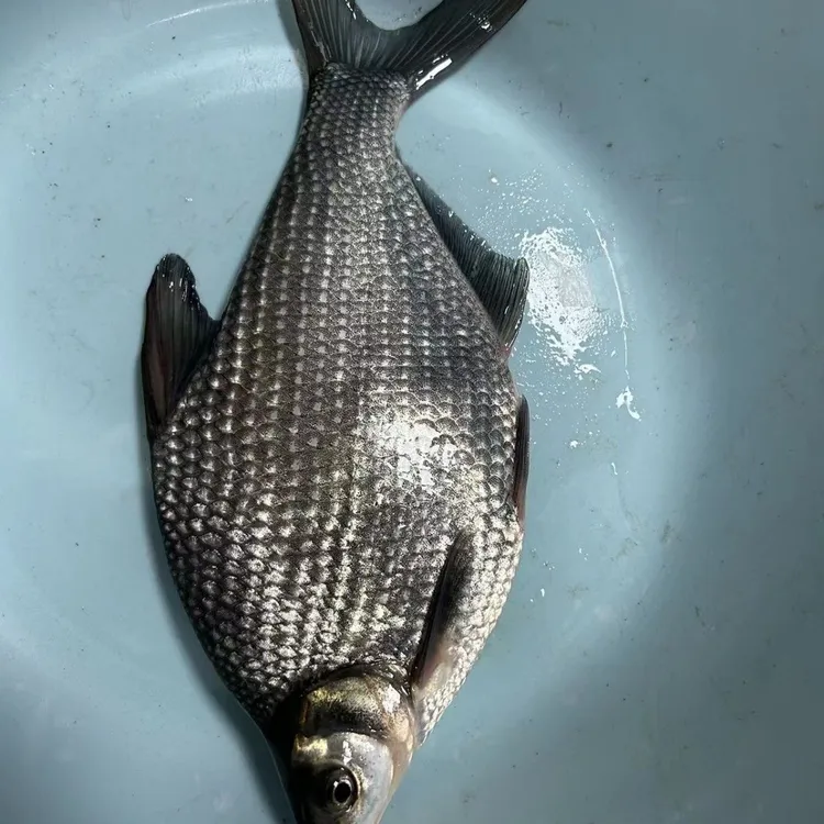 沙边鱼 优质武昌鱼鳊鱼三角鲂淡水养殖食用