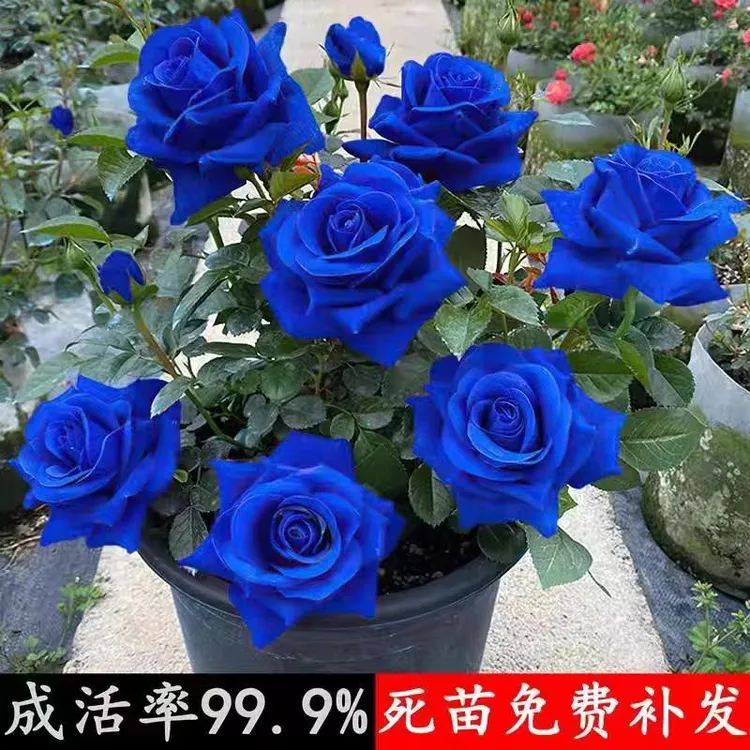 【人工精选】兰色妖姬（拍一发二）产地自播浓香型玫瑰苗四季开花