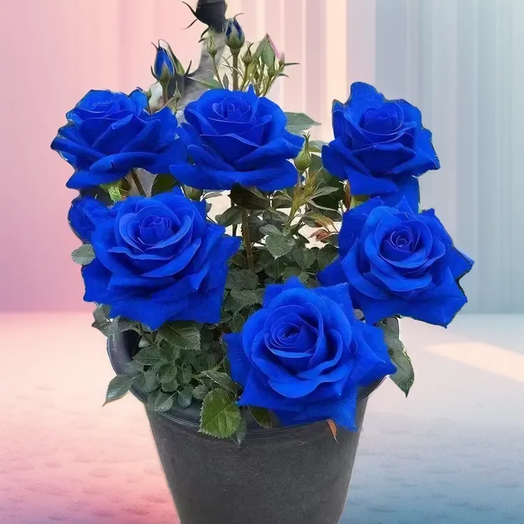 蓝玫瑰苗老桩绿植观赏成活玫瑰花卉阳台四季开花盆栽易活室内养护