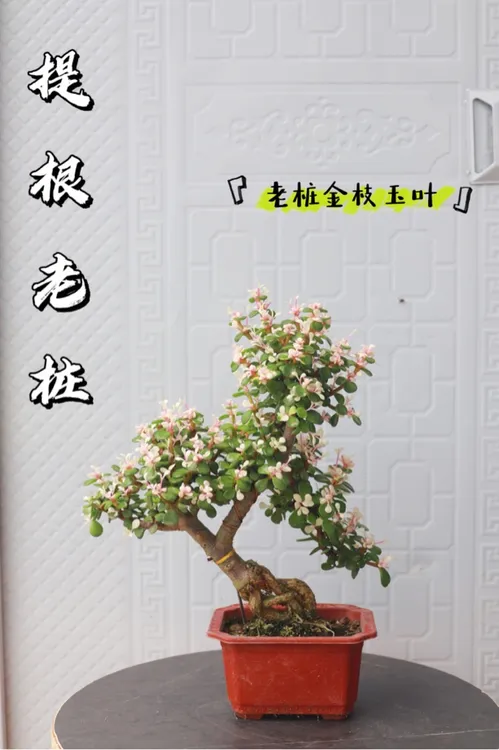 老桩金枝玉叶提根多肉绿植室外阳台