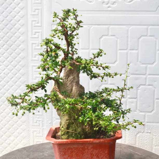 小叶福建茶开花结果四季常青飘枝迎客造型盆景带盆带土阳台室内