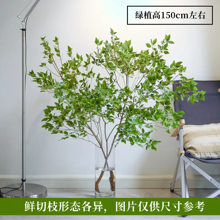 【苏菲专属】雀舌杜鹃水培绿植观叶室内观赏水养精致懒人吊钟盆栽自然开花养殖