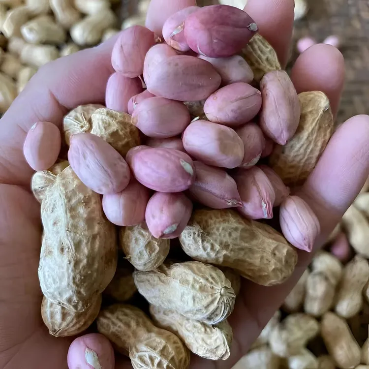 2024年生花生带壳新鲜晒干生花生原味生花生新货农家种植高产花生