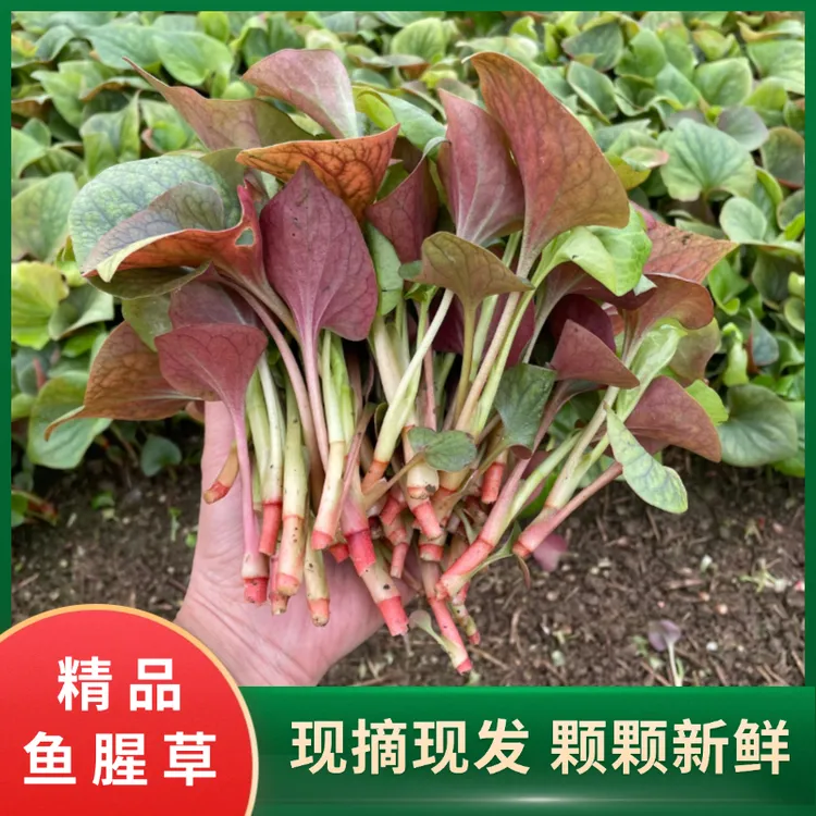 四川精选正宗鱼腥草嫩叶新鲜农家菜自种现割现发凉拌爽口健康美味