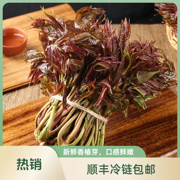 【京东、申通】2026头茬香椿芽春芽新鲜现摘鲜嫩香椿非冷冻种植