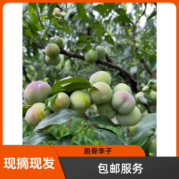四川宜宾半边红鲜果产地直发现摘现发酸甜可口脆李包邮坏果包赔